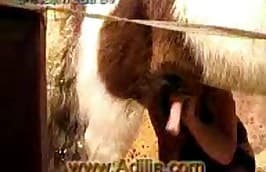 pony,beast fucking