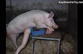 pig,zoo porn