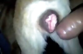 Adam köpeği sikiyor